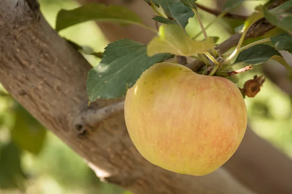 Orchards — Stock Photo, Image