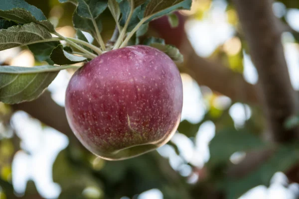 Orchards — Stock Photo, Image