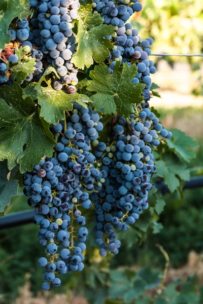 Vineyard — Stock Photo, Image