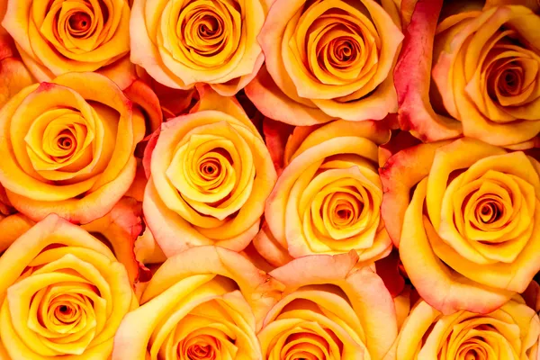 Roses — Stock Photo, Image