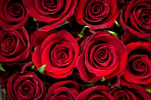 Roses — Stock Photo, Image