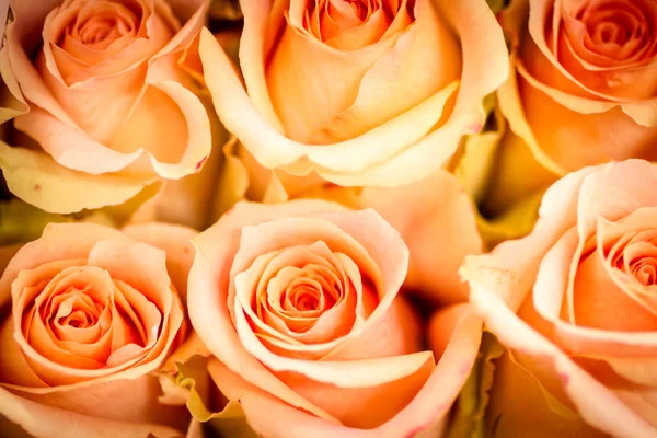 Roses — Stock Photo, Image