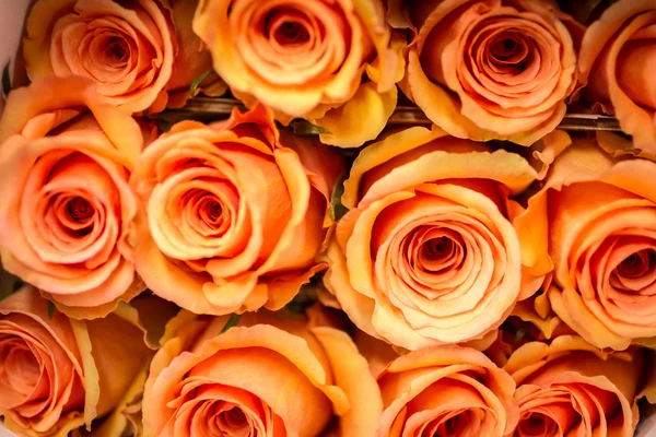 Roses — Stock Photo, Image