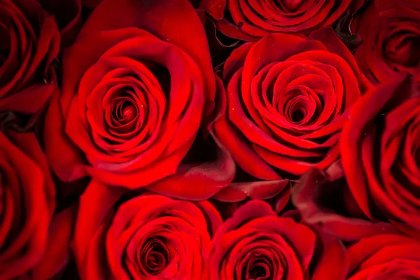 Roses — Stock Photo, Image