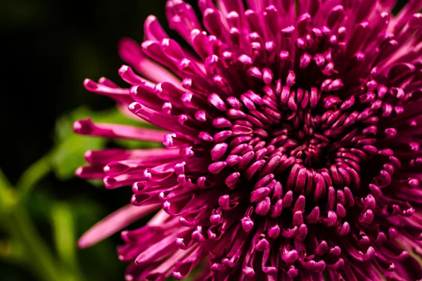 Flowers — Stock Photo, Image