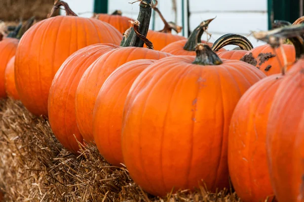 Halloween. — Fotografia de Stock