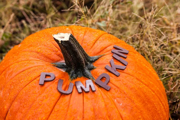 Halloween — Stock Photo, Image