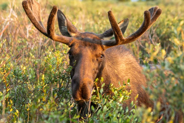 Moose — Stockfoto