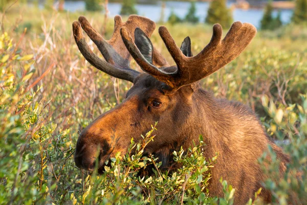 Moose — Stock Photo, Image