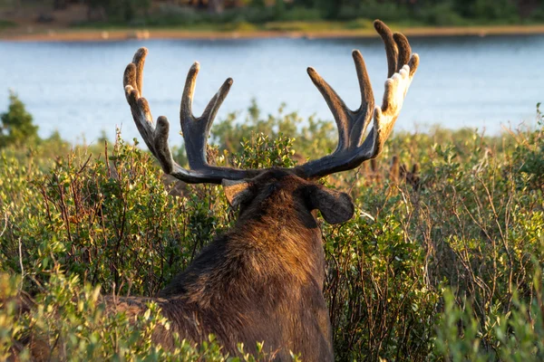 Moose — Stock Photo, Image