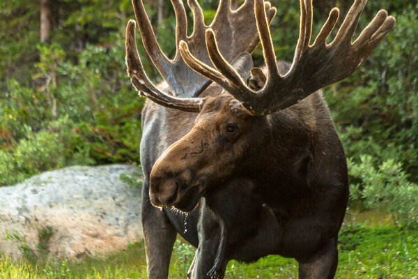 Moose
