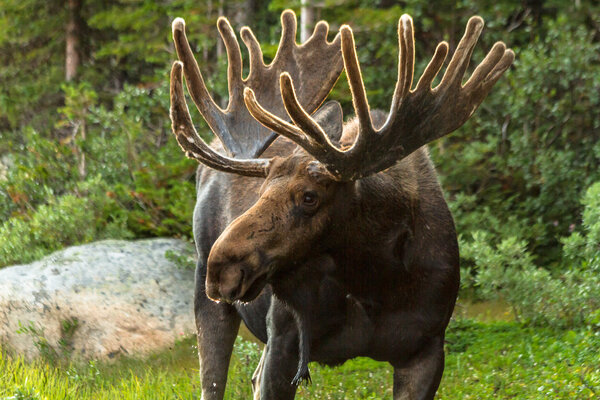 Moose