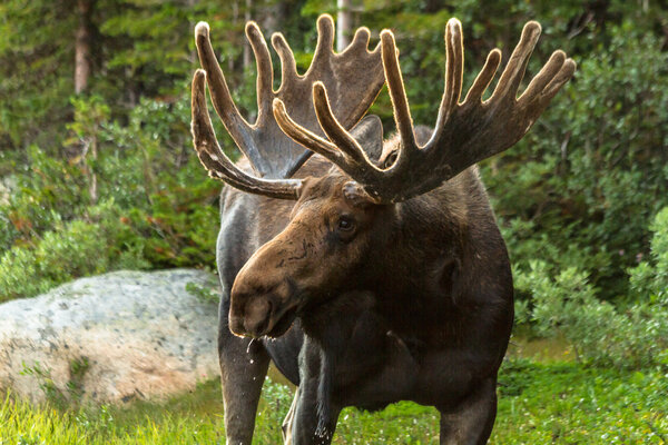 Moose