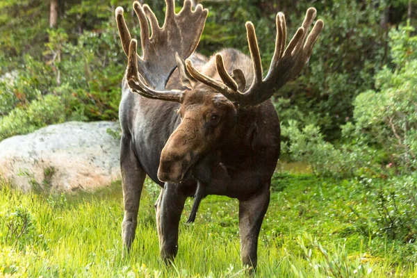 Moose — Stockfoto