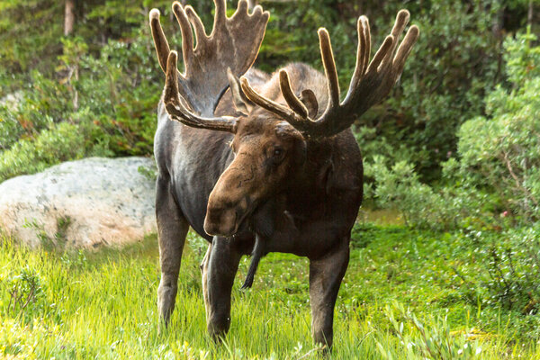 Moose