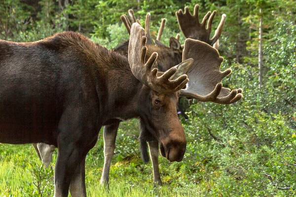 Moose — Stock Photo, Image