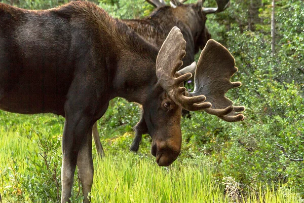 Moose — Stock Photo, Image