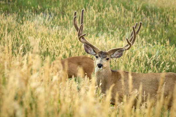 Mule Deer — Stock Photo, Image