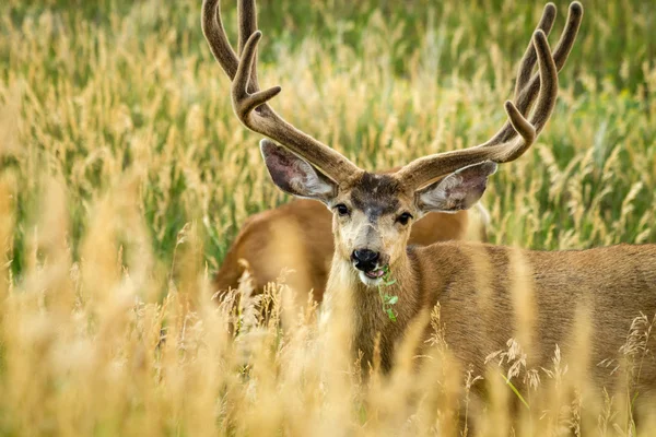 Mule Deer — Stock Photo, Image