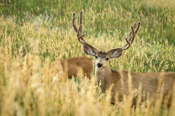 Mule Deer — Stock Photo, Image