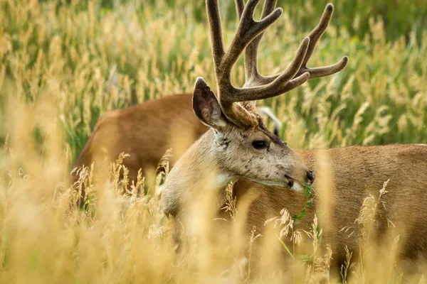 Mule Deer — Stock Photo, Image