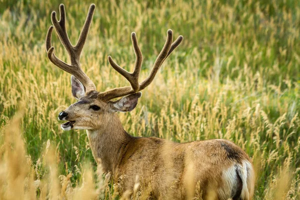 Mule Deer — Stock Photo, Image