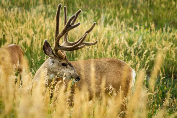 Mule Deer — Stock Photo, Image