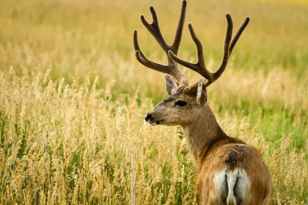 Cervo mulo — Foto Stock