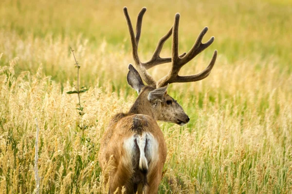 Mule Deer — Stock Photo, Image