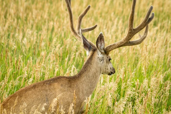 Mule Deer — Stock Photo, Image