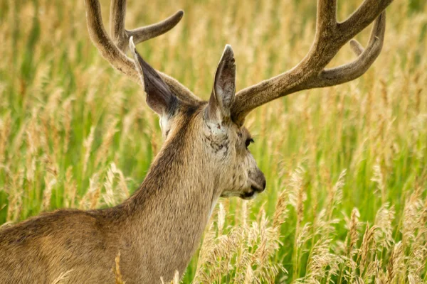 Muilezelherten — Stockfoto