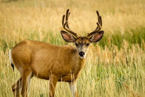 Mule Deer — Stock Photo, Image