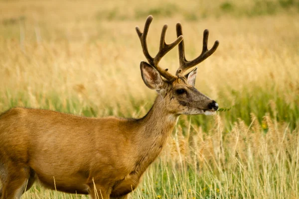 Mule Deer — Stock Photo, Image