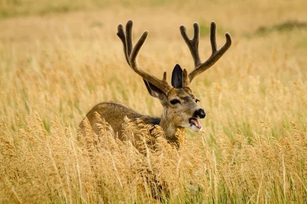 Mule Deer — Stock Photo, Image