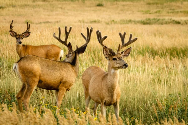 Cervo mulo — Foto Stock