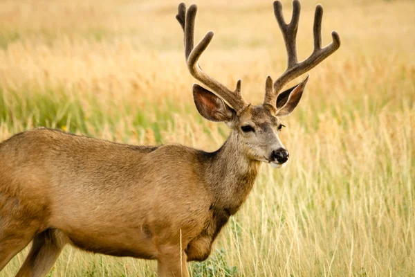 Mule Deer — Stock Photo, Image