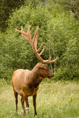 Elk boğa