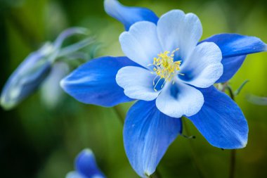 columbines