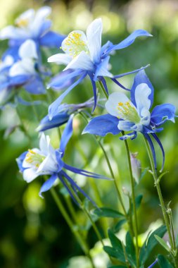 columbines