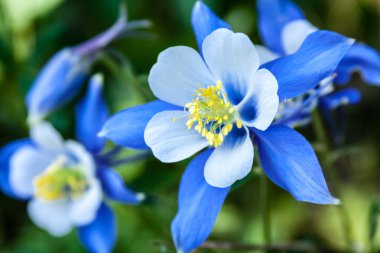 columbines