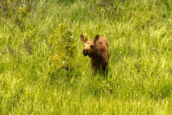 Moose Calf — Stock Photo, Image