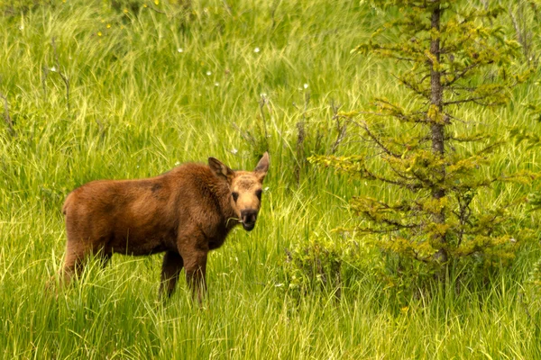 Moose Calf — Stock Photo, Image