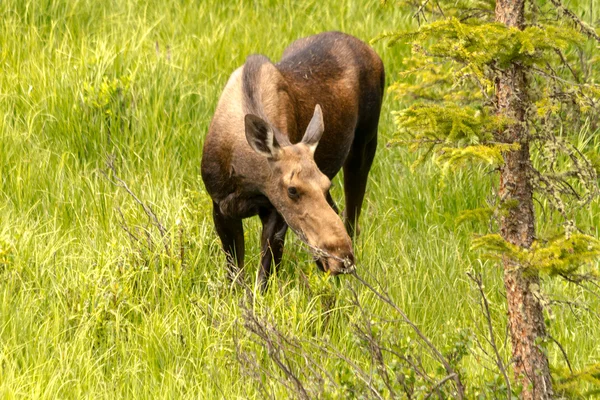 Moose koe — Stockfoto