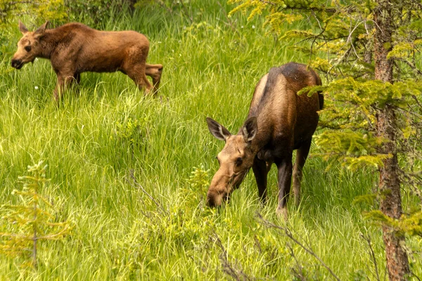 Bezerro de alce e vaca — Fotografia de Stock