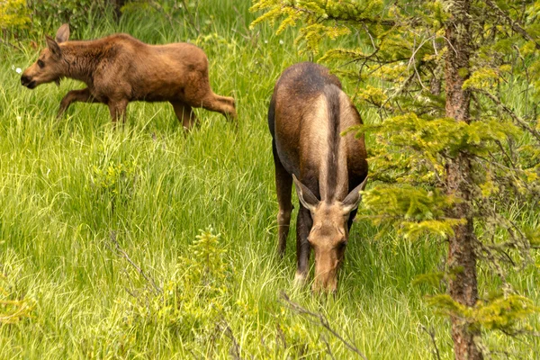 Moose Calf and Cow — Stock Photo, Image