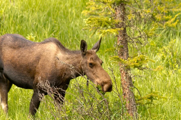 Moose Cow — Stock Photo, Image