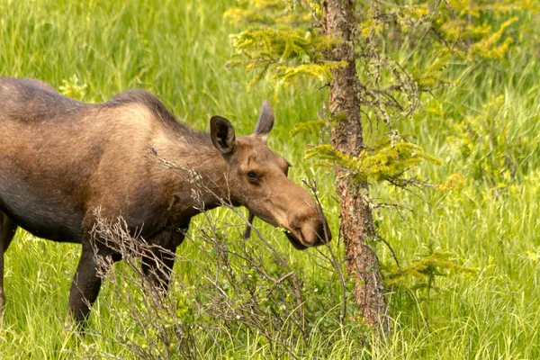 Moose koe — Stockfoto