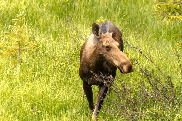 Moose Cow — Stock Photo, Image