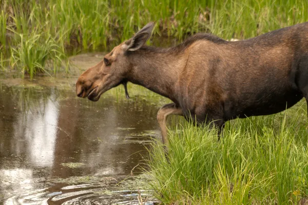 Moose koe — Stockfoto