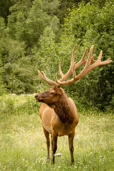 Elk Bull — Stock Photo, Image